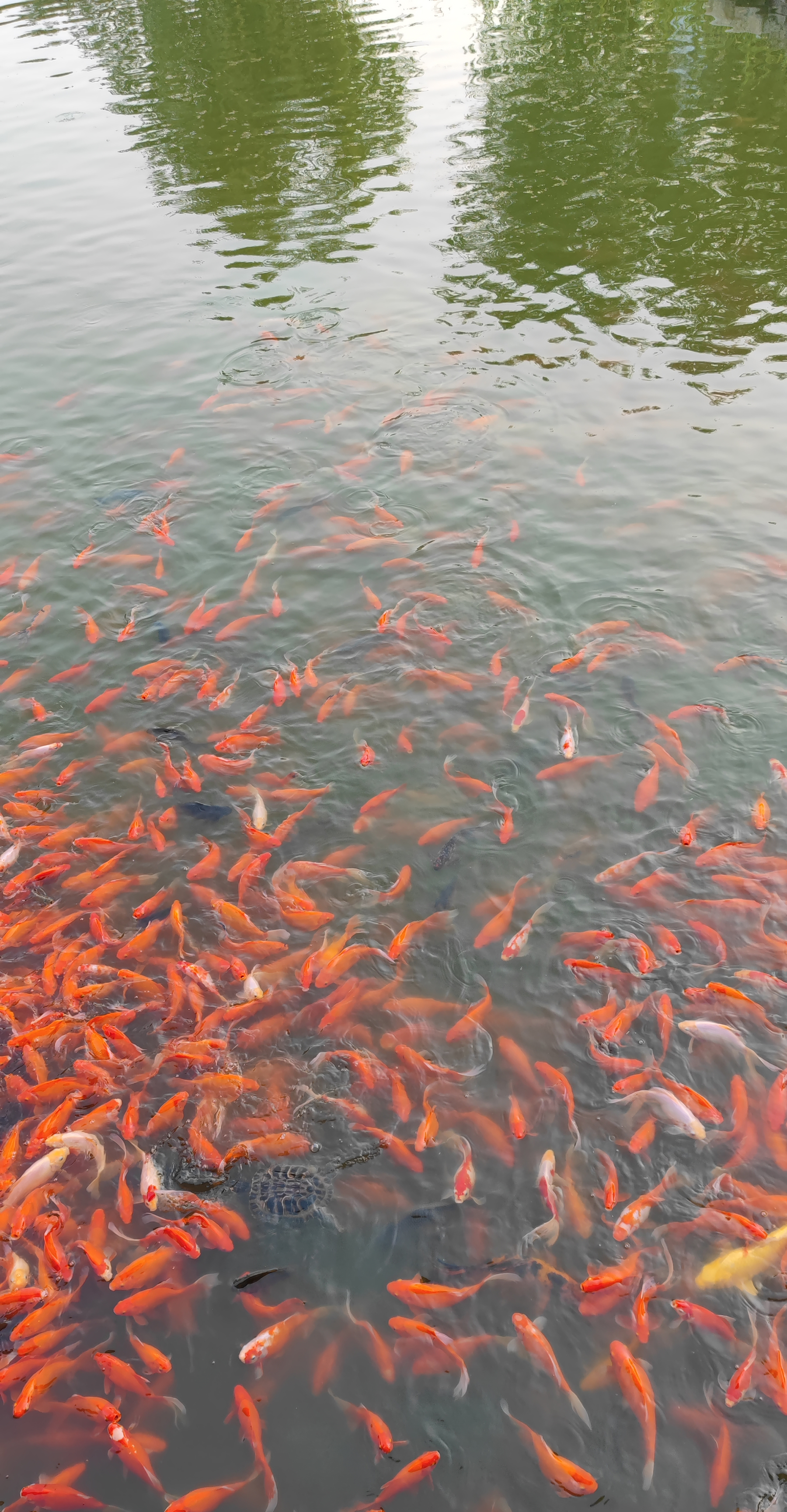 北京通州西海子公园锦鲤很多金鱼