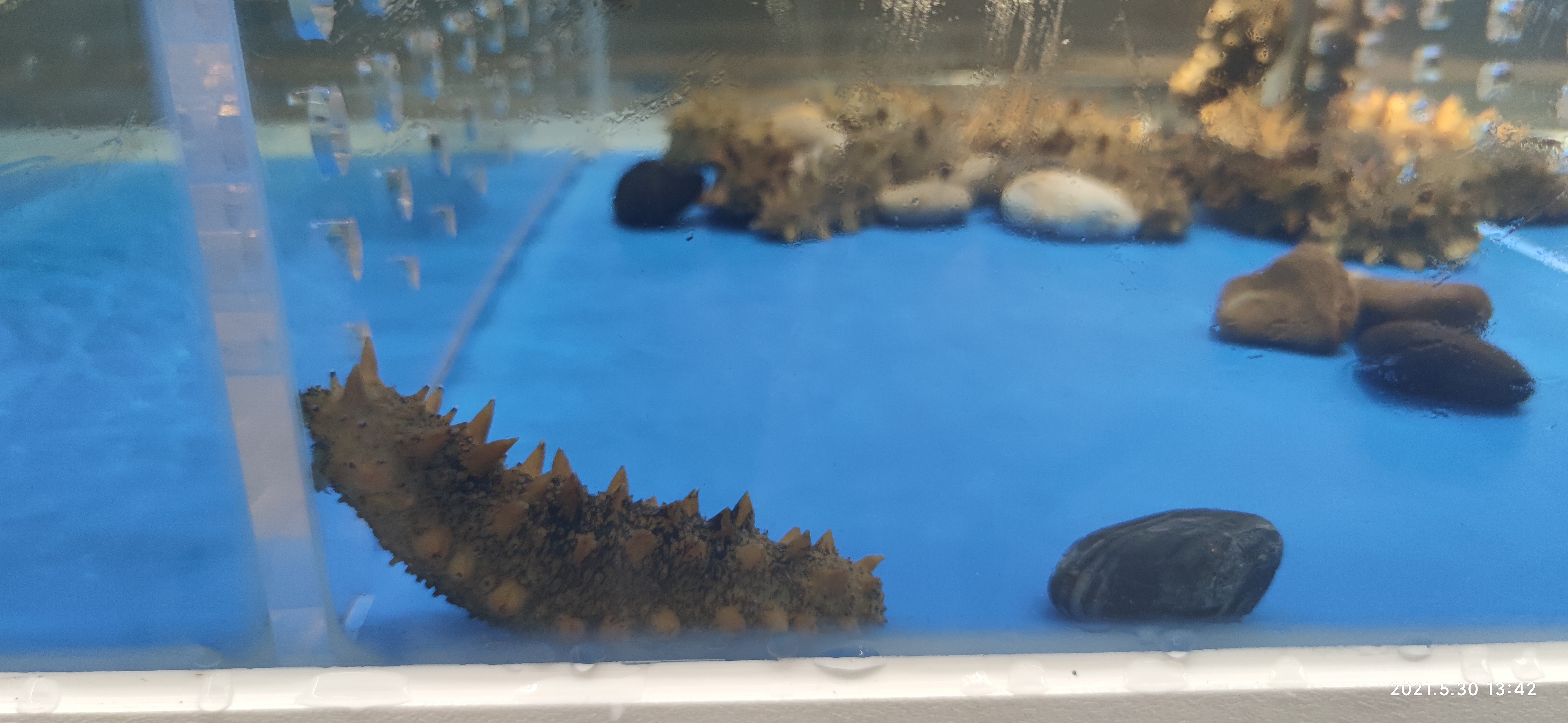 海鲜 海参