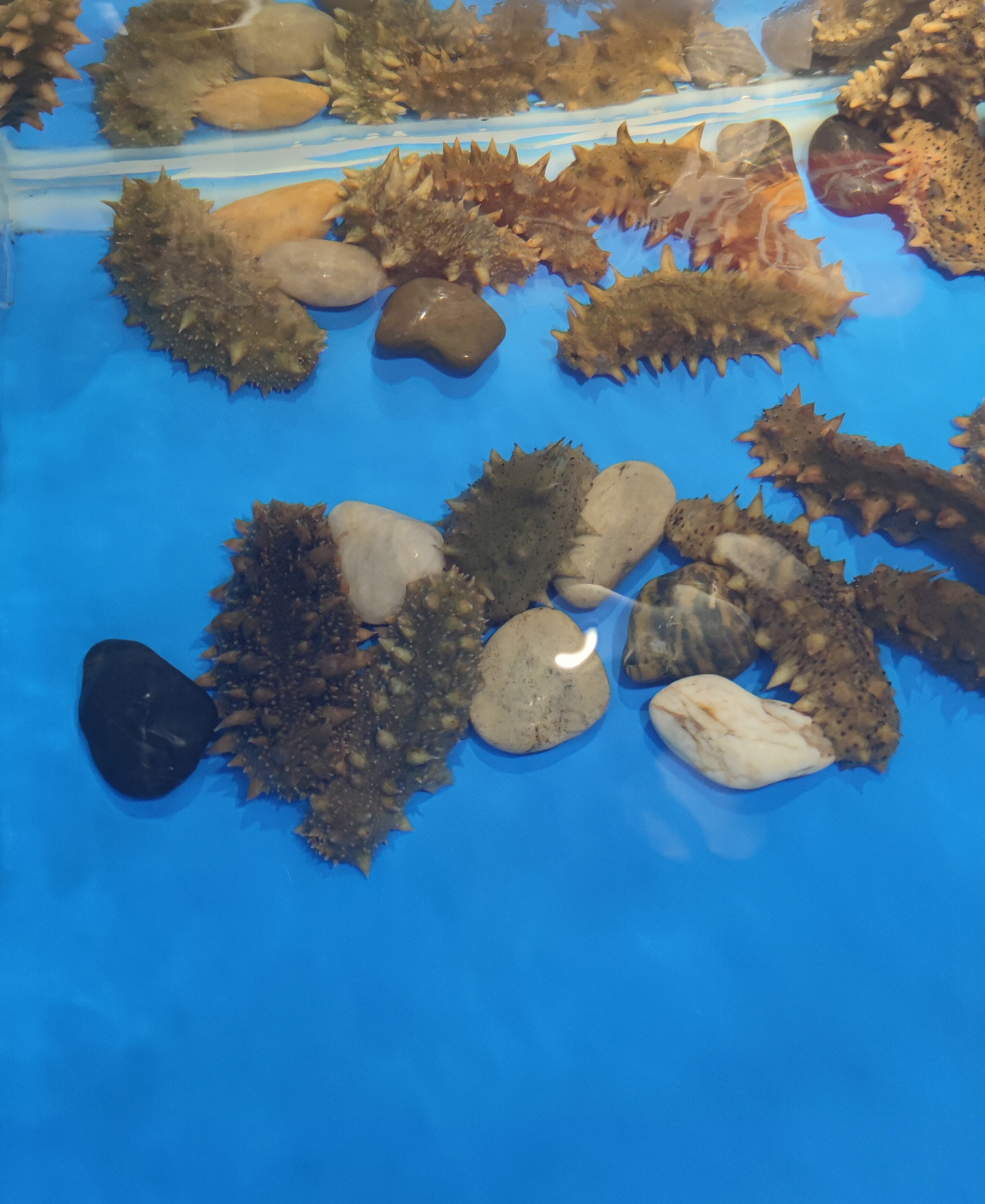海鲜 海参