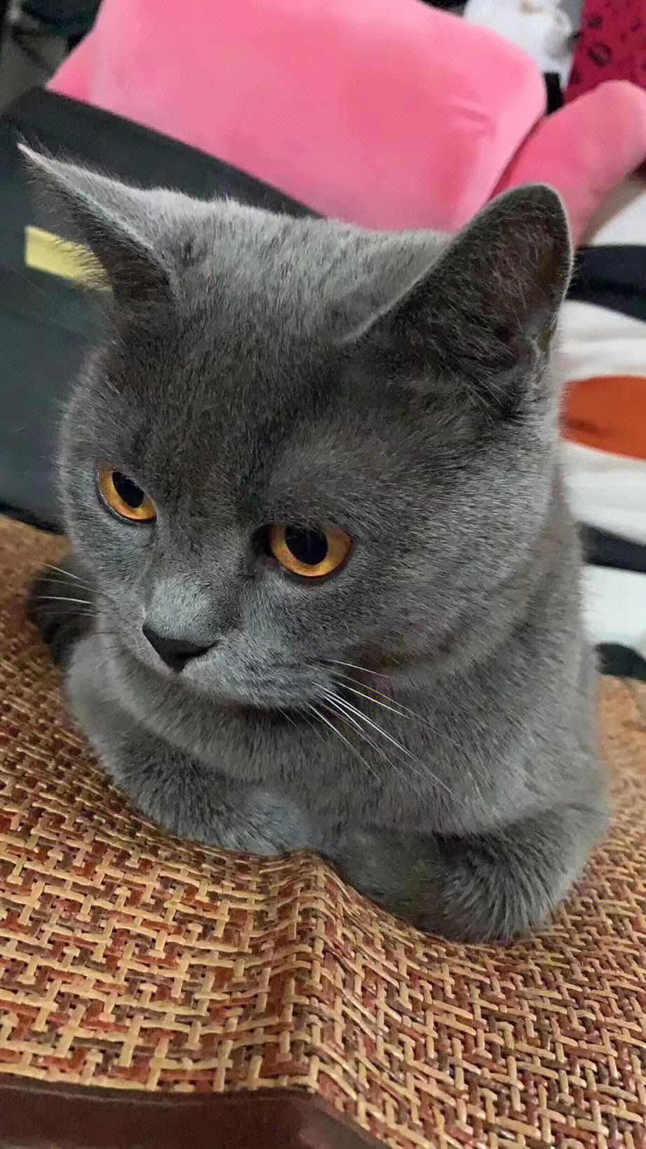 宠物 猫