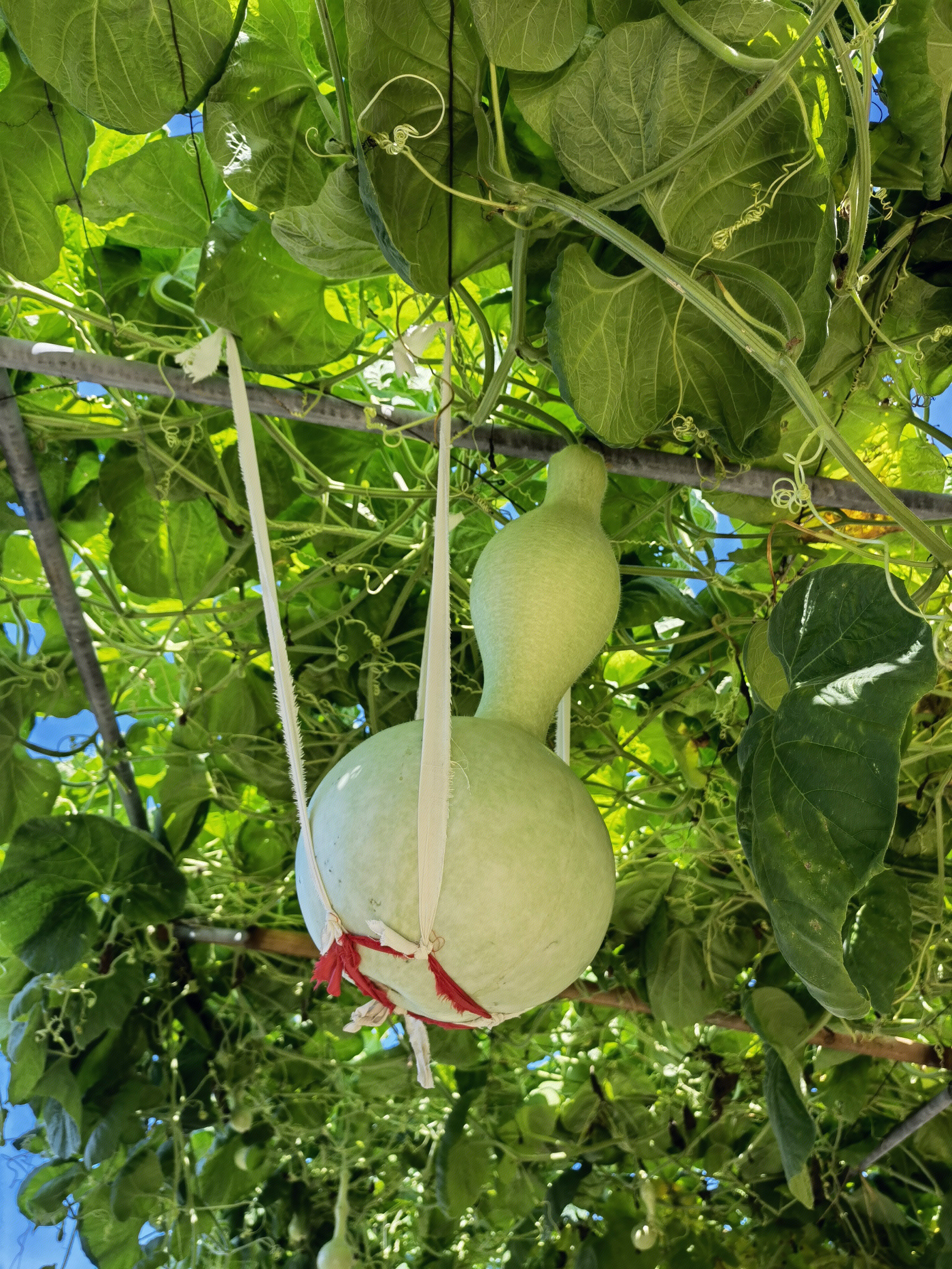 葫芦 绿葫芦