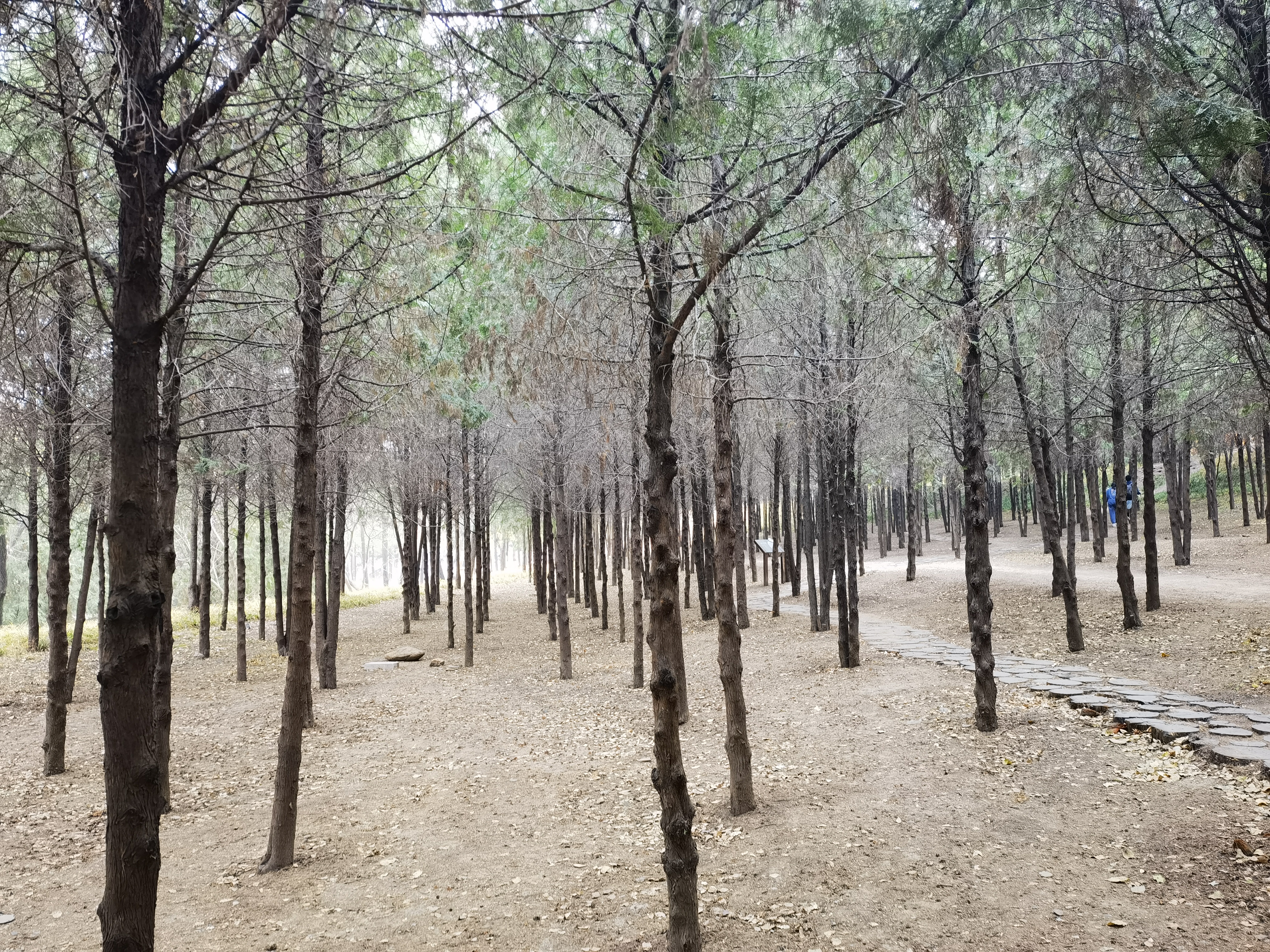 树林 森林