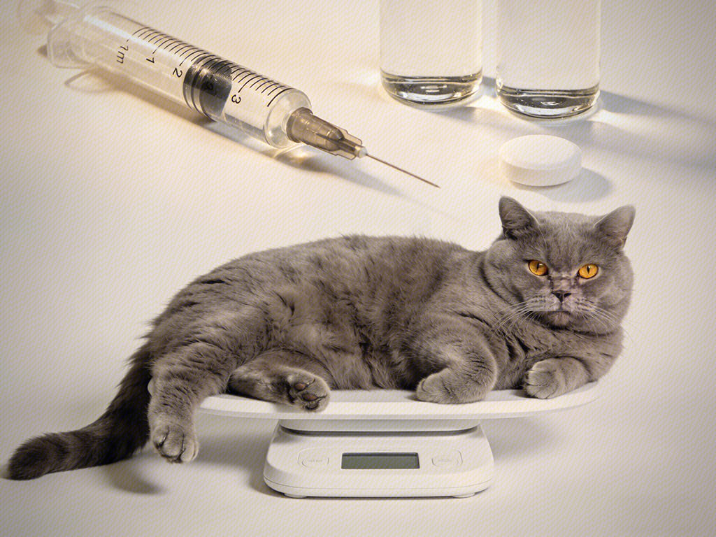 宠物减肥产品 药丸 针剂 注射器 蓝猫 肥猫 猫咪称重