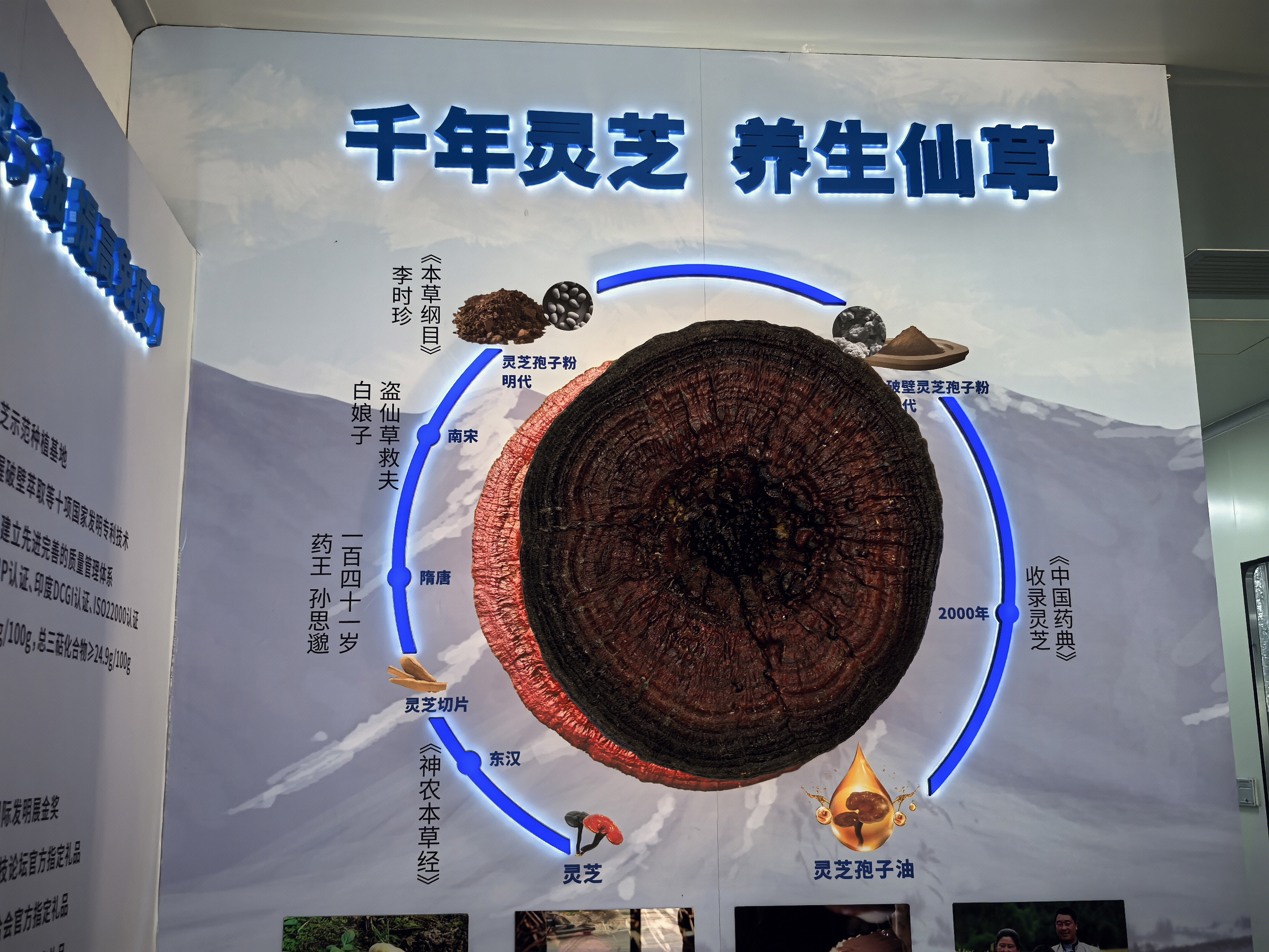 灵芝 灵芝